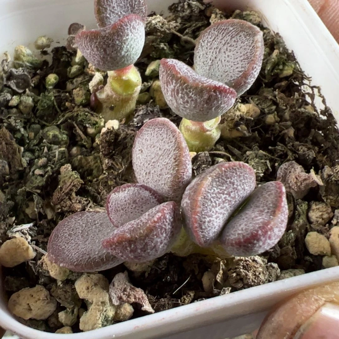 春彩多肉植物水泡多肉植物