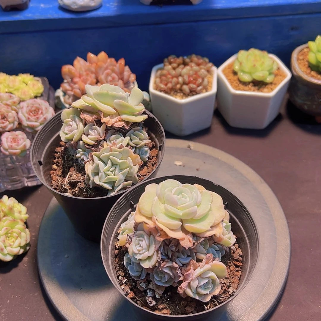 ?***?爱心天使，裸根发货，