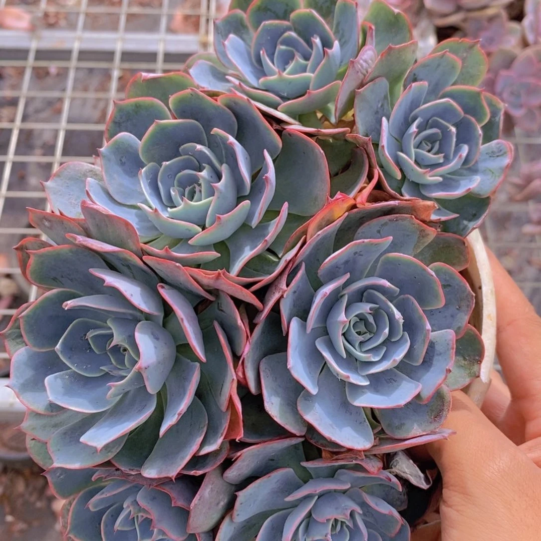 阿美星六头起发精控精养