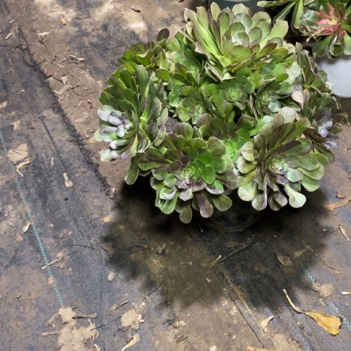 57花月夜多肉多肉植物多肉