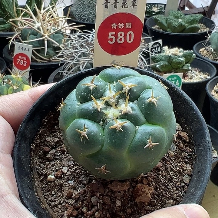 实生短豪刺獠牙4.3cm