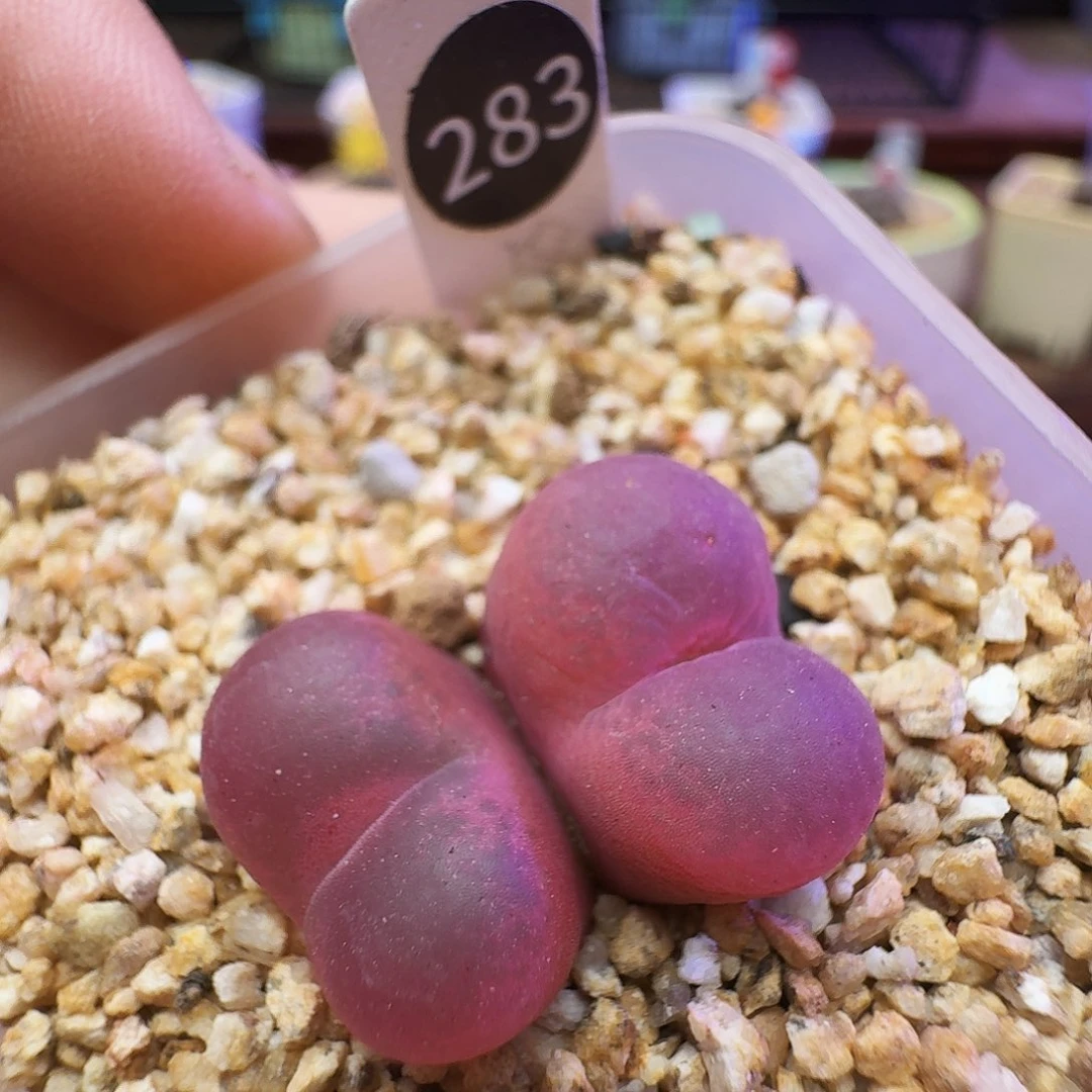 慕***九多肉植物福利风铃