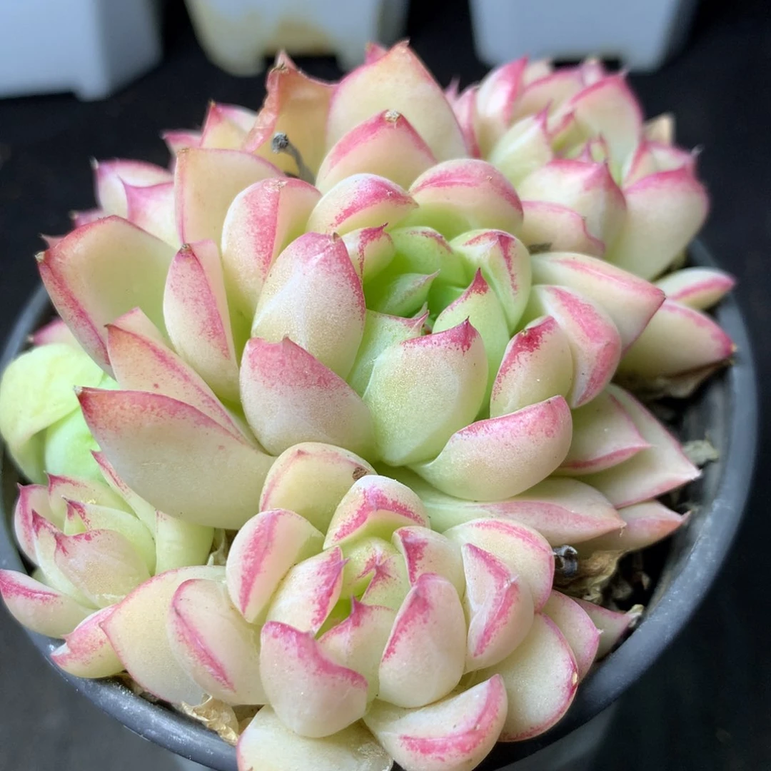 彭彭专拍精品多肉一物一拍