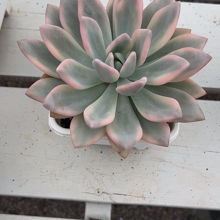奥普锦多肉植物单头