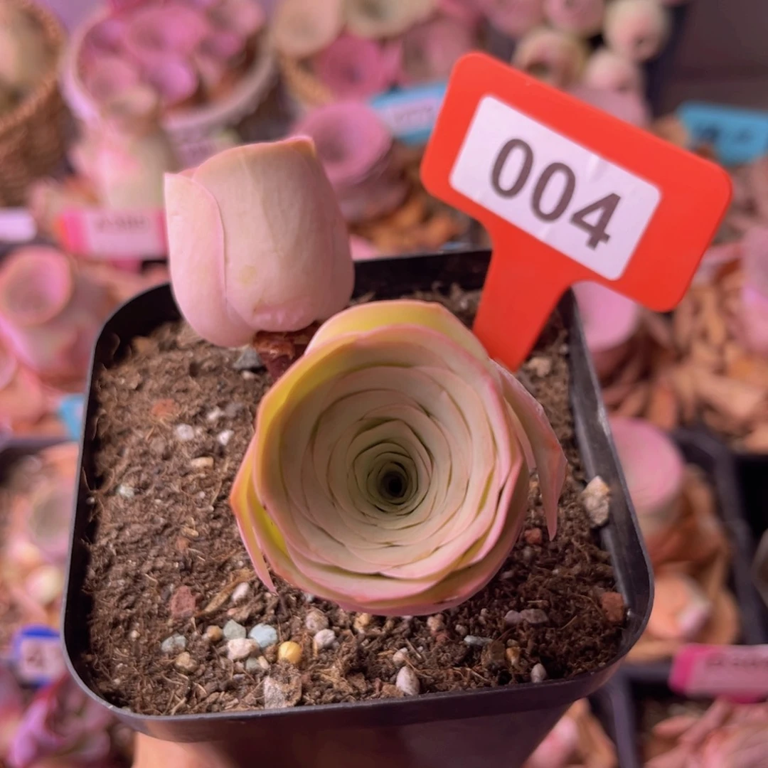 山地玫瑰一物一拍004