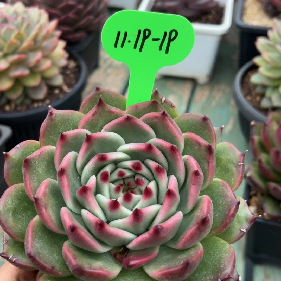 1119-19，111111111111111