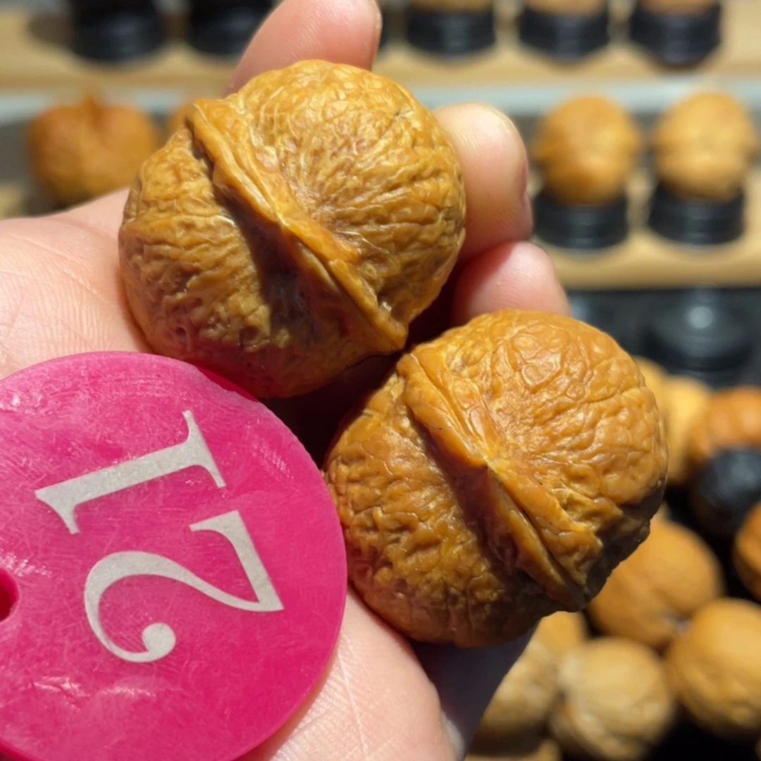 七彩小龙珠核桃32。