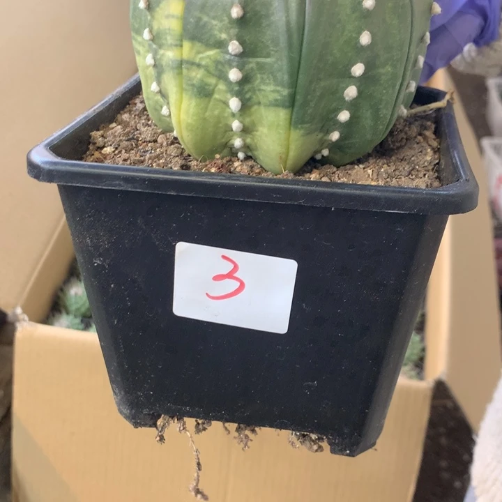 俊****星兜锦3号。。。？？？？？？