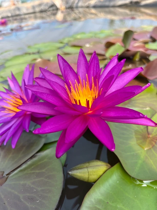 艾丽卡    （随机送一棵）大型精品跨亚睡莲  水生花卉