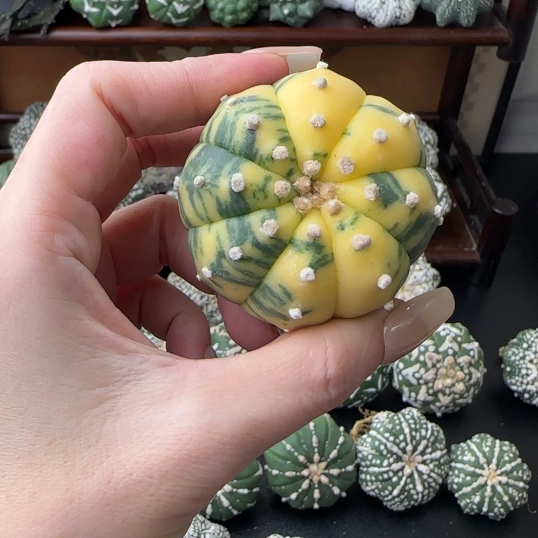 闺蜜专拍么么哒哈哈哈