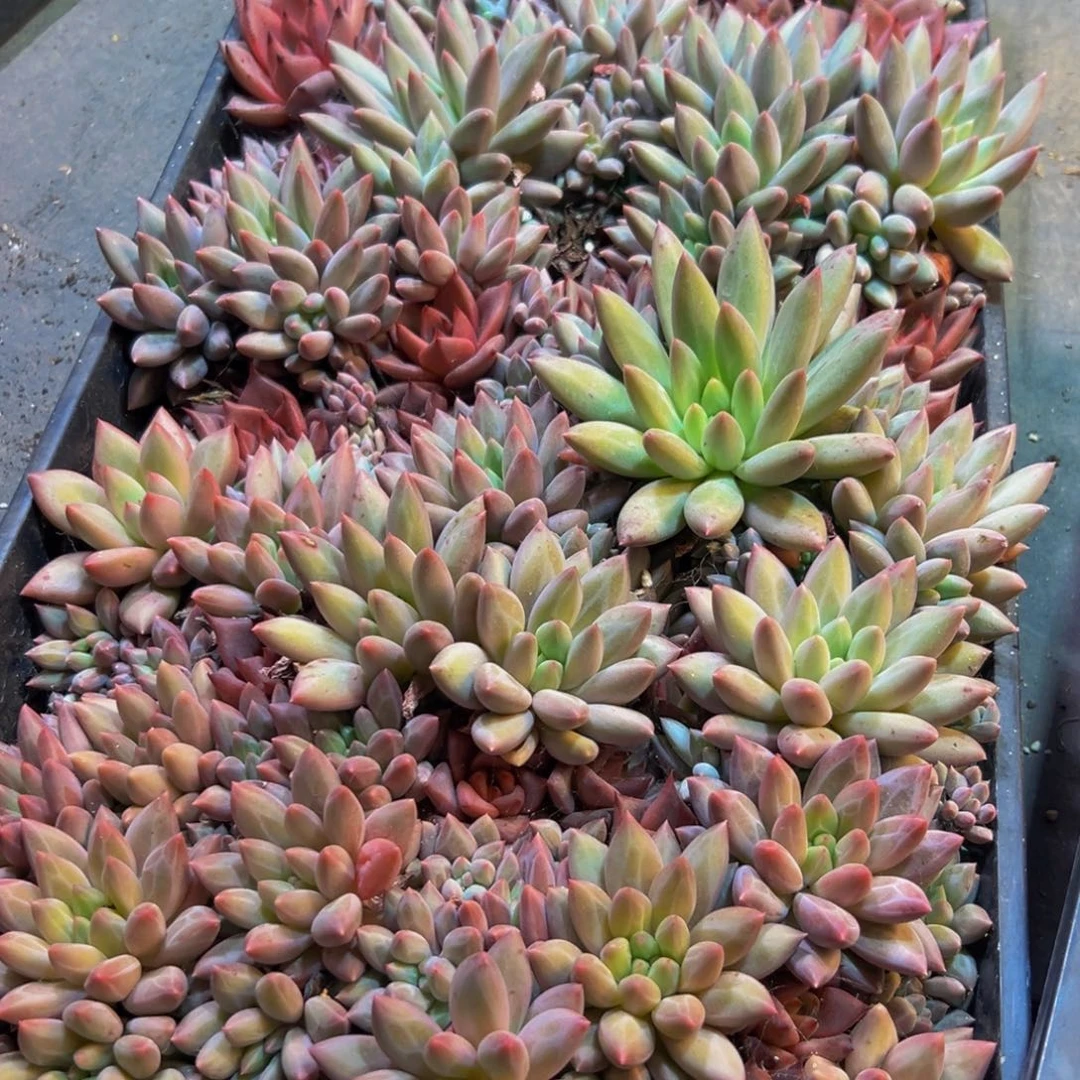 T***迪552多肉植物和植物在生长发育