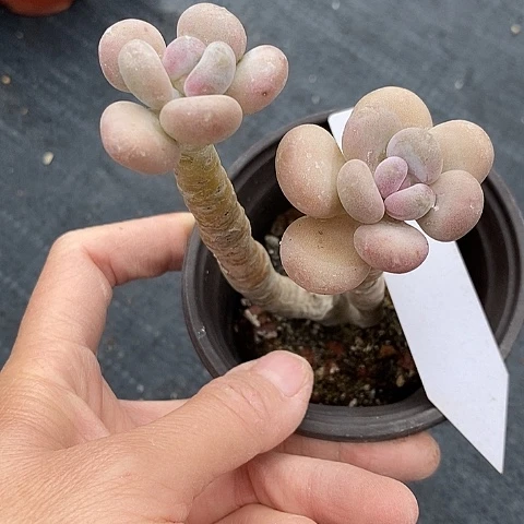 133多肉植物老桩