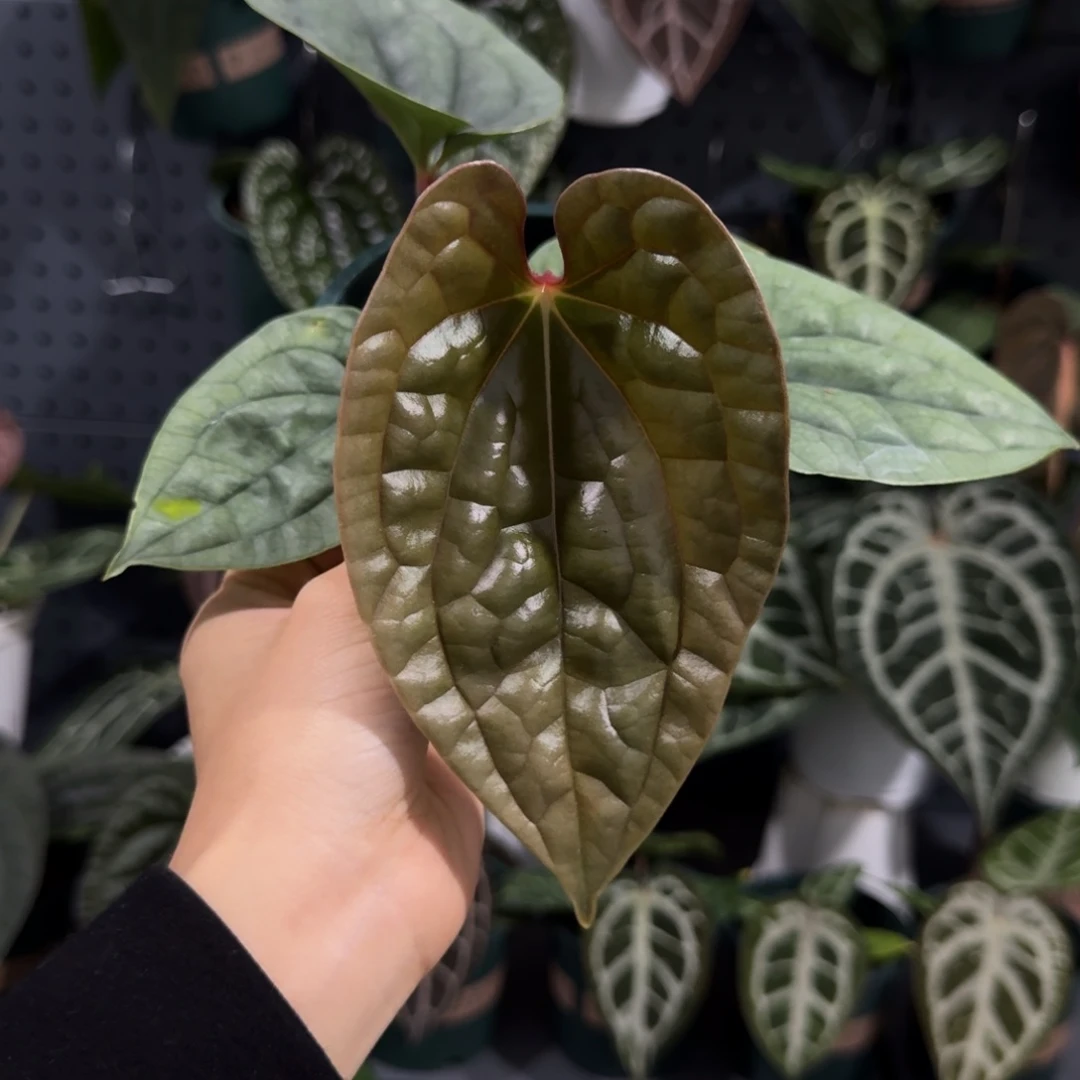 完全开放130  奢华