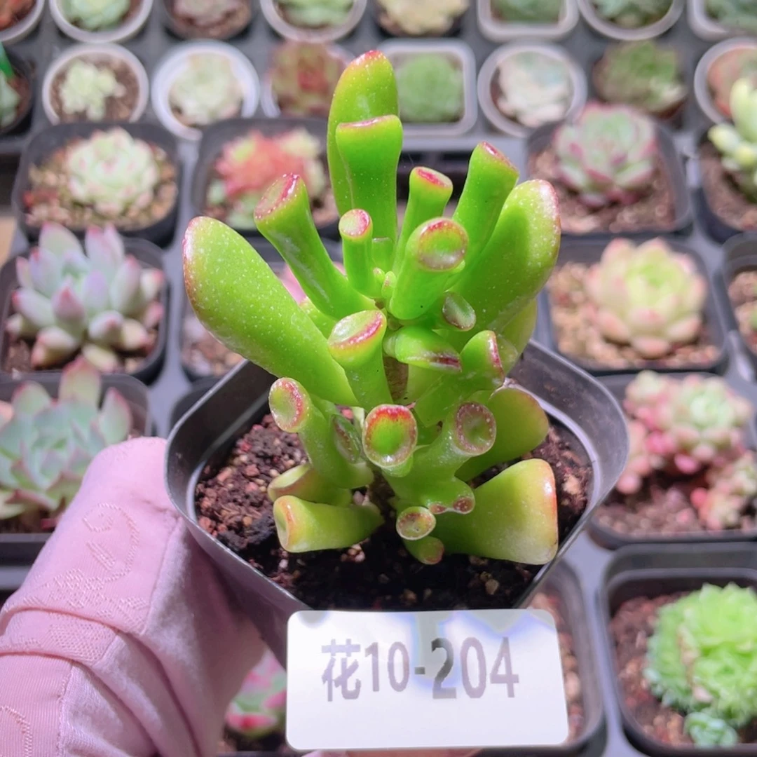 花利美10-204吸财树