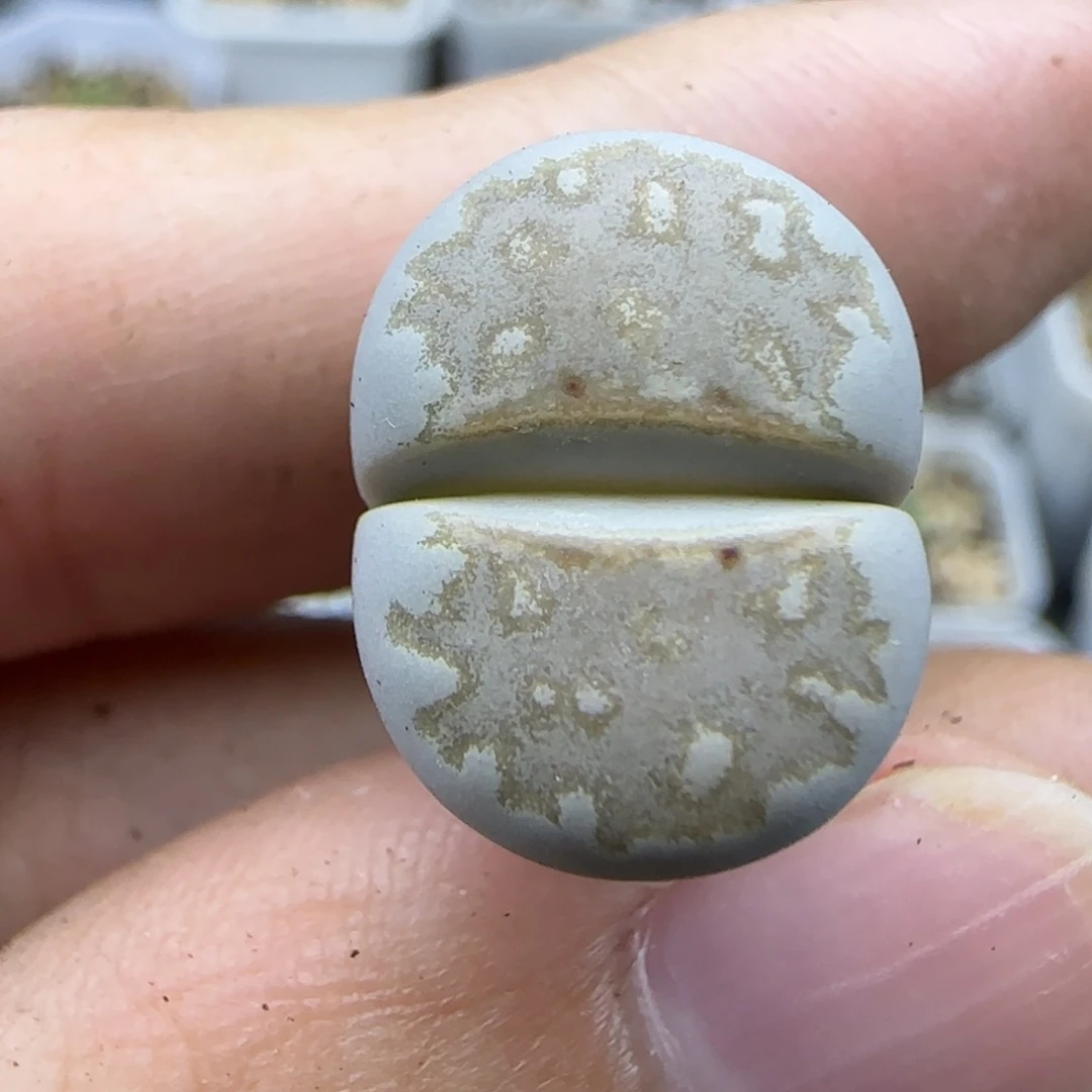 60稍有腿清框福利30包邮