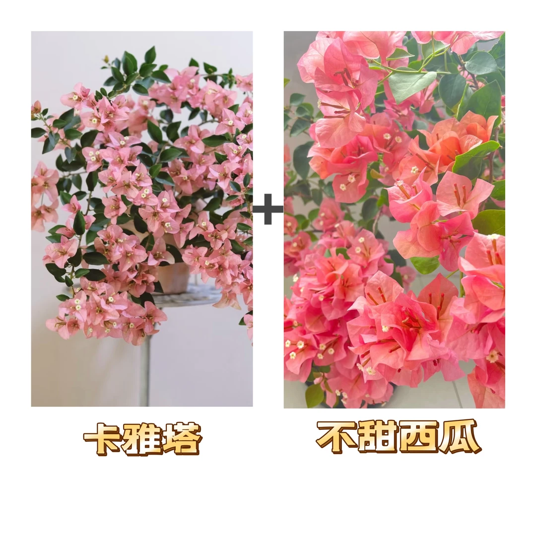 （卡雅塔+不甜西瓜）到手2颗  三角梅四季开花阳台庭院可养不带花