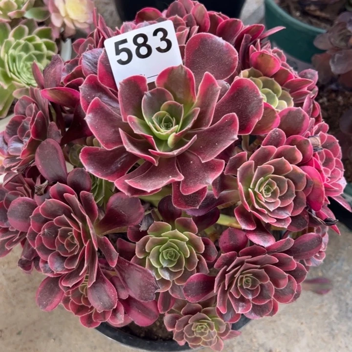 583凤冠23厘米左右嫩庄