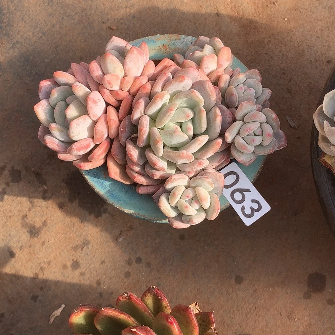 063 一物一拍多肉