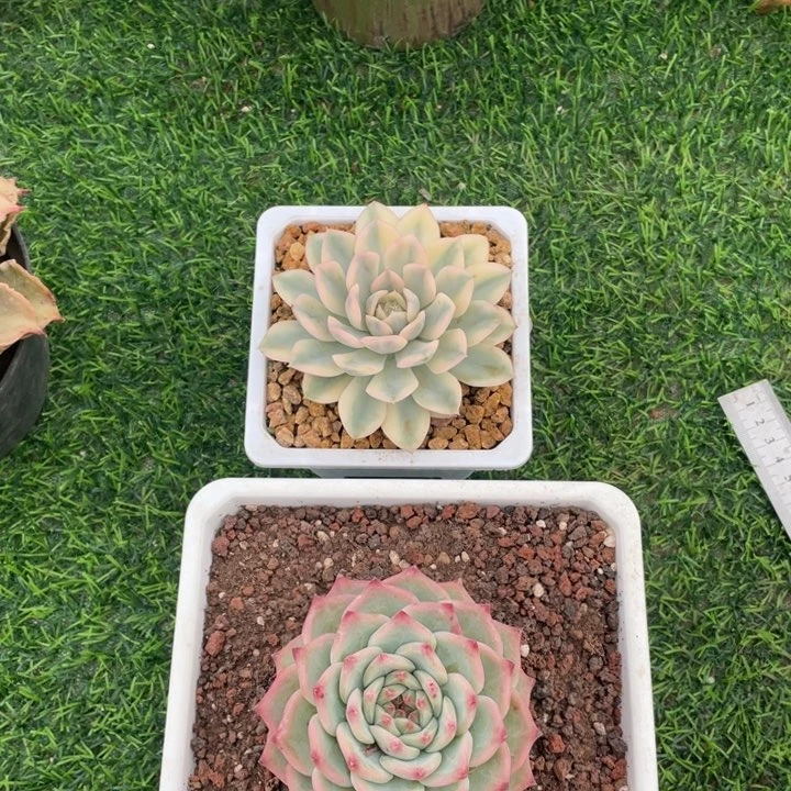 清***子机器猫➕月亮仙子锦一物一拍