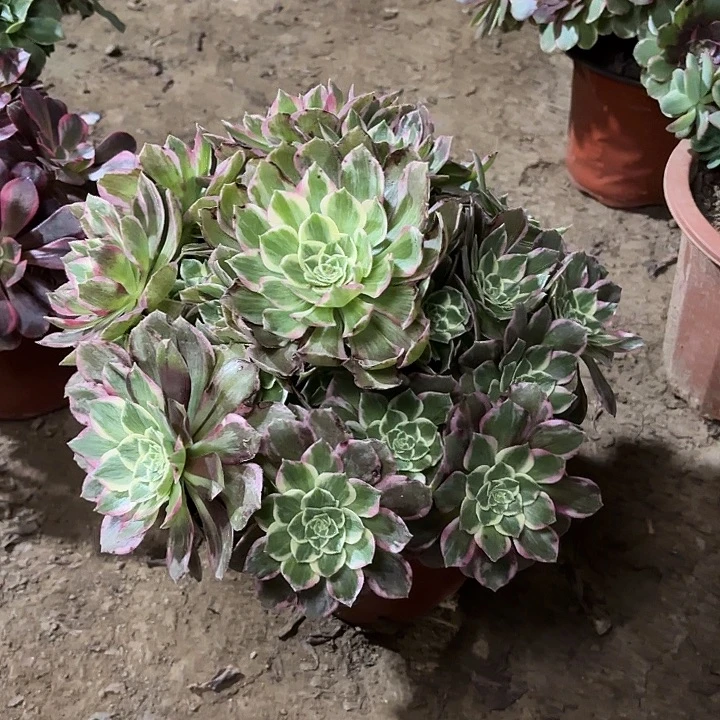 多肉植物万花筒45