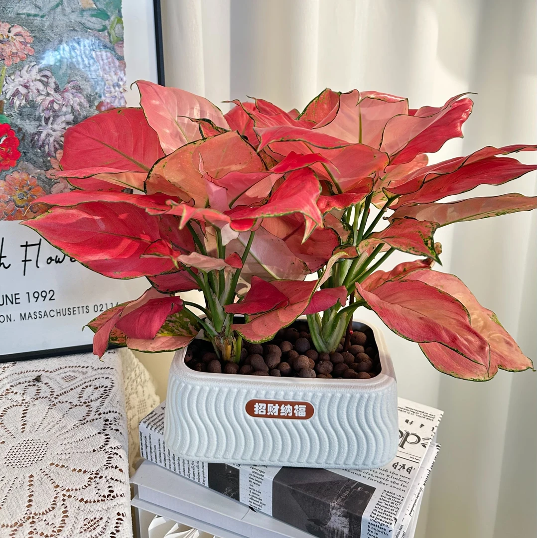 【吉利红】红如意绿植盆栽室内客厅办公好养懒人盆红色植物美化