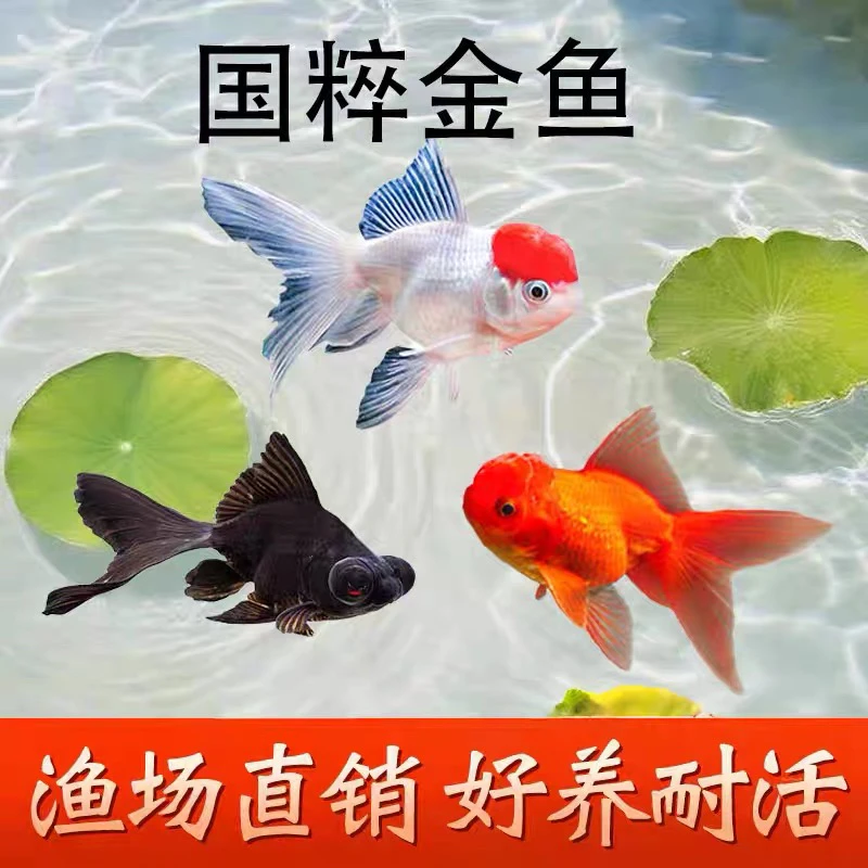 【宠粉福利】大金鱼 7只 观赏鱼  好养耐活  新手可养 6-8
