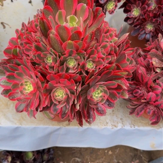 妖月18.99加急发明天早上