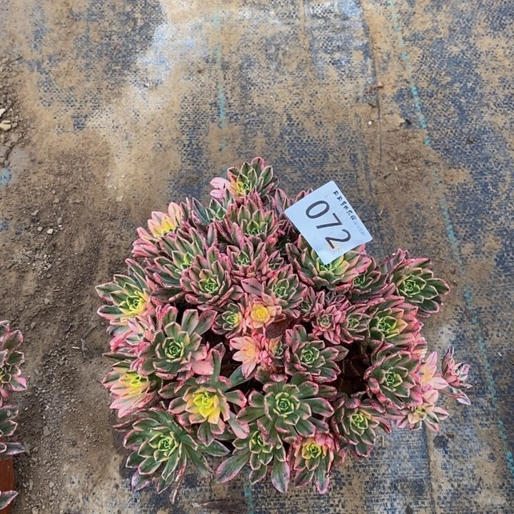 072甜茶手捧多肉000