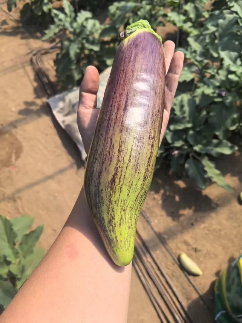 正宗东北吉林梨树县农家自种--面包茄子--花茄子--软糯好吃