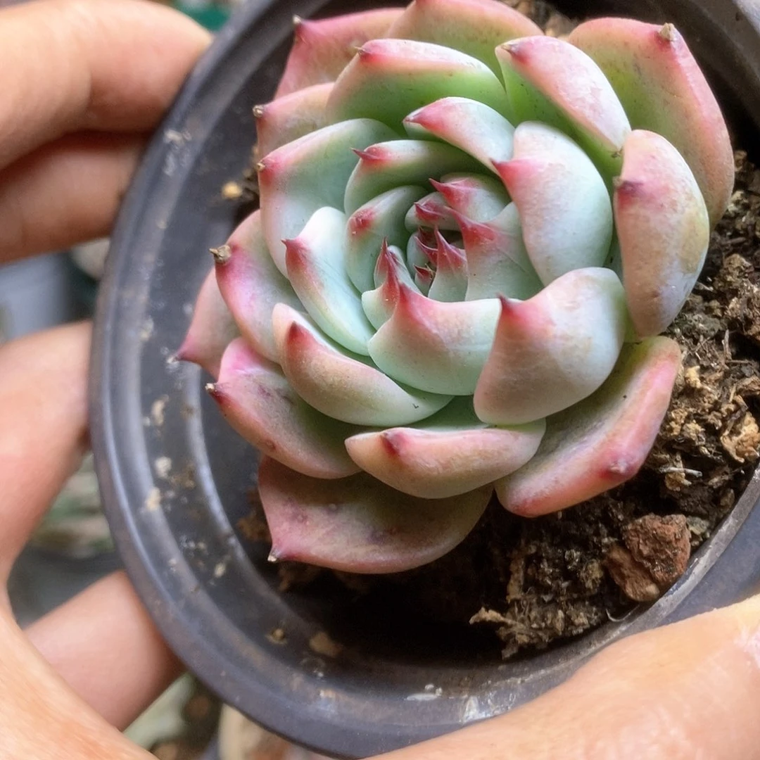 029锦锦锦锦锦锦锦锦