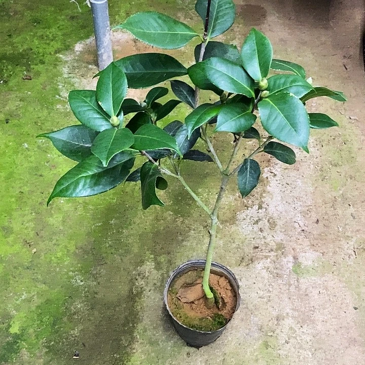 无花朵特雷尔之娘。
