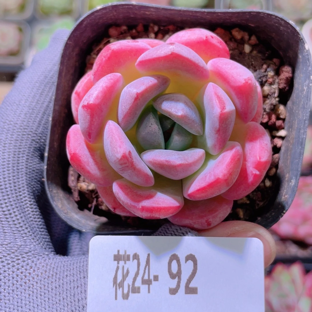 花利美24-92冰糖