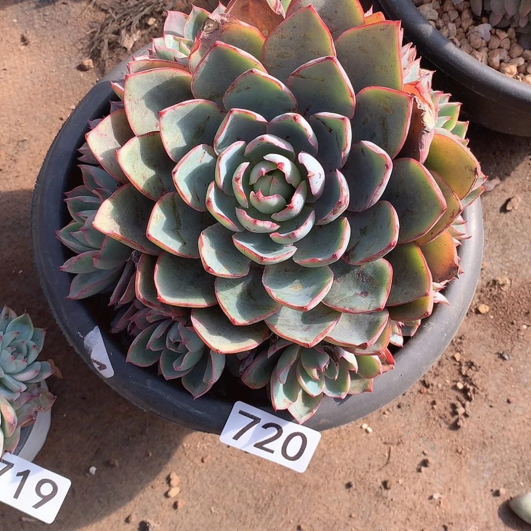 720赫拉 一物一拍多肉