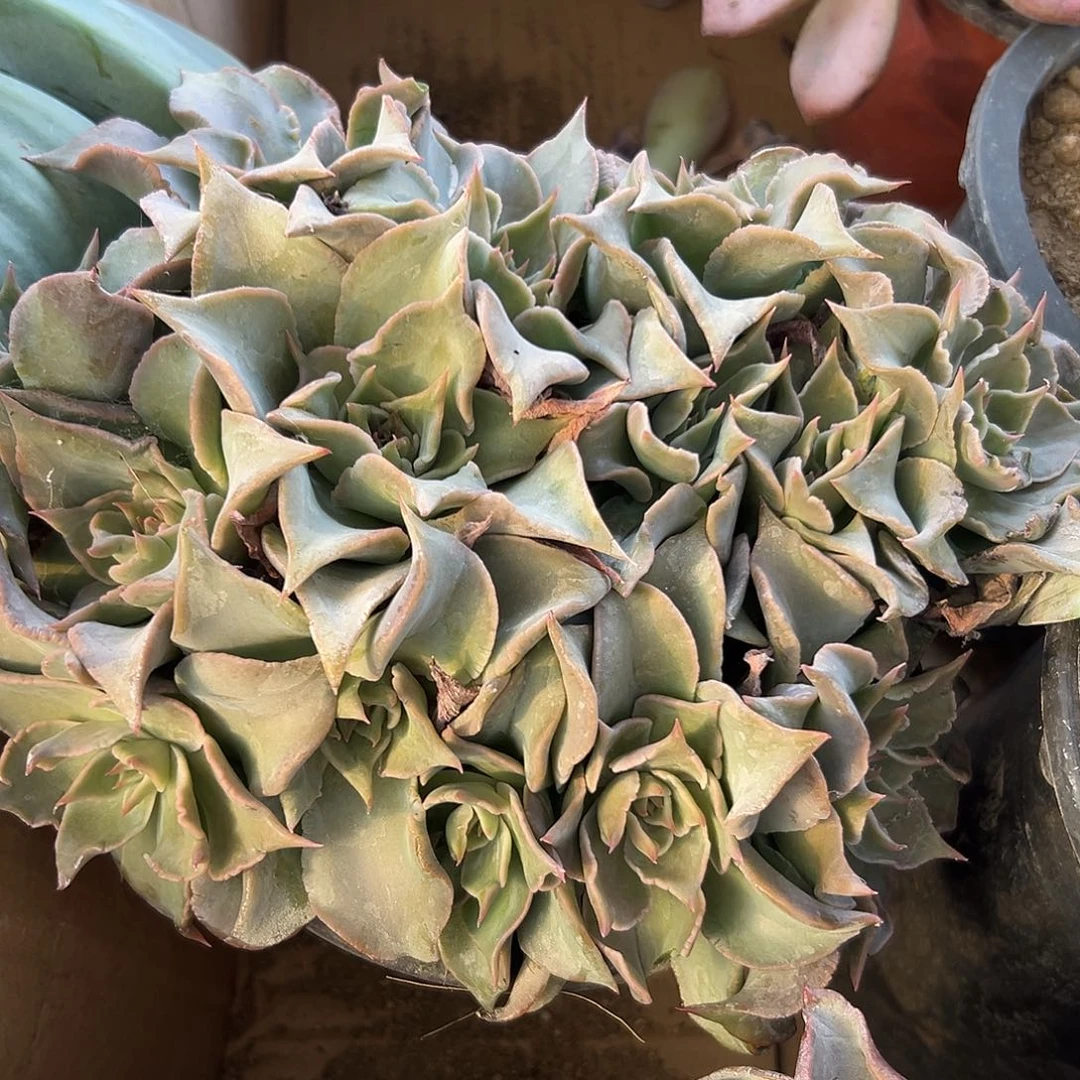 多肉植物多肉植物