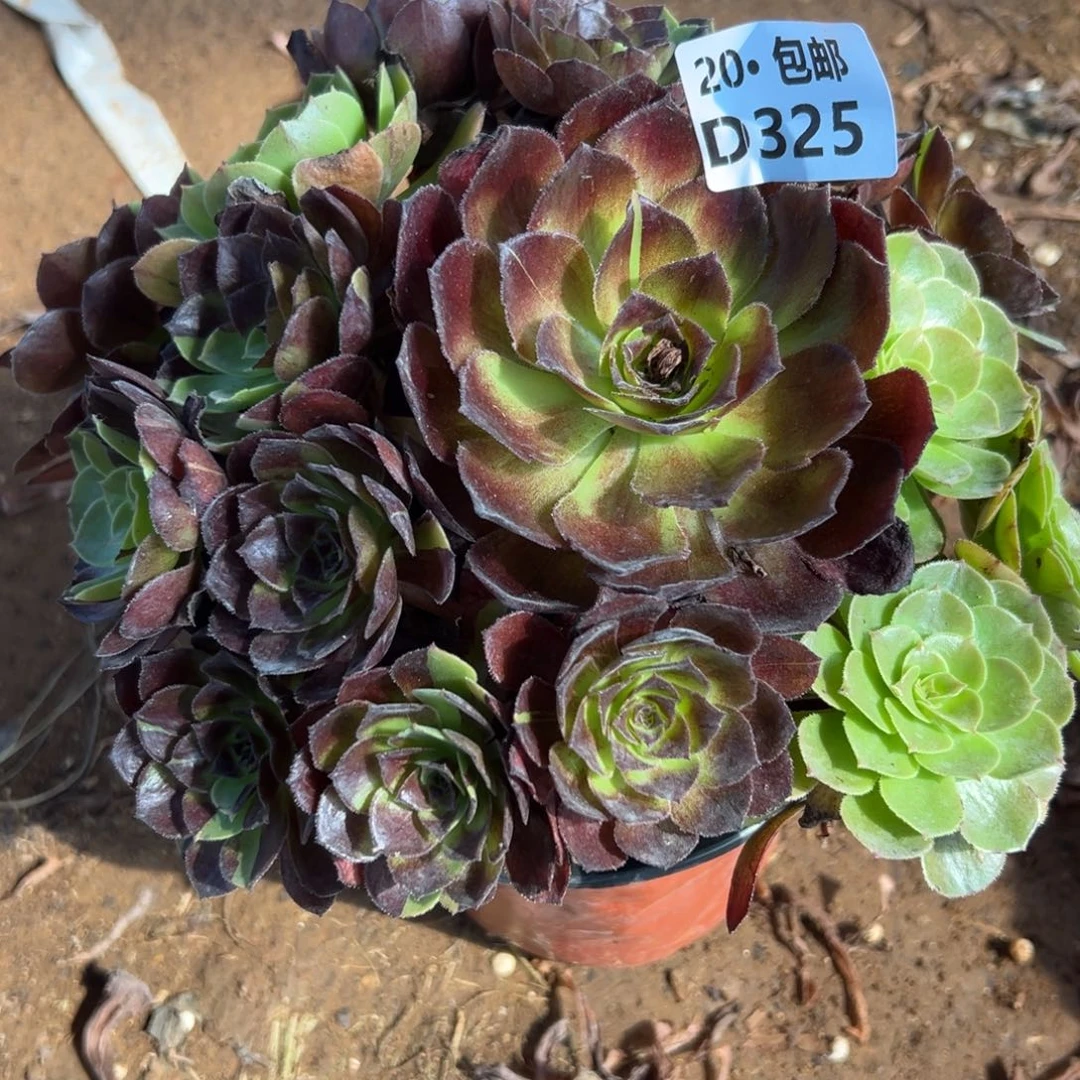 325花花公子，多肉法师