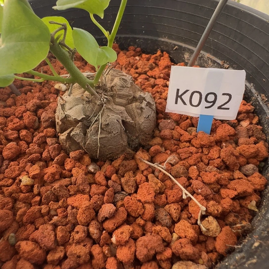 多肉植物专拍 一物一拍 南非龟甲龙092