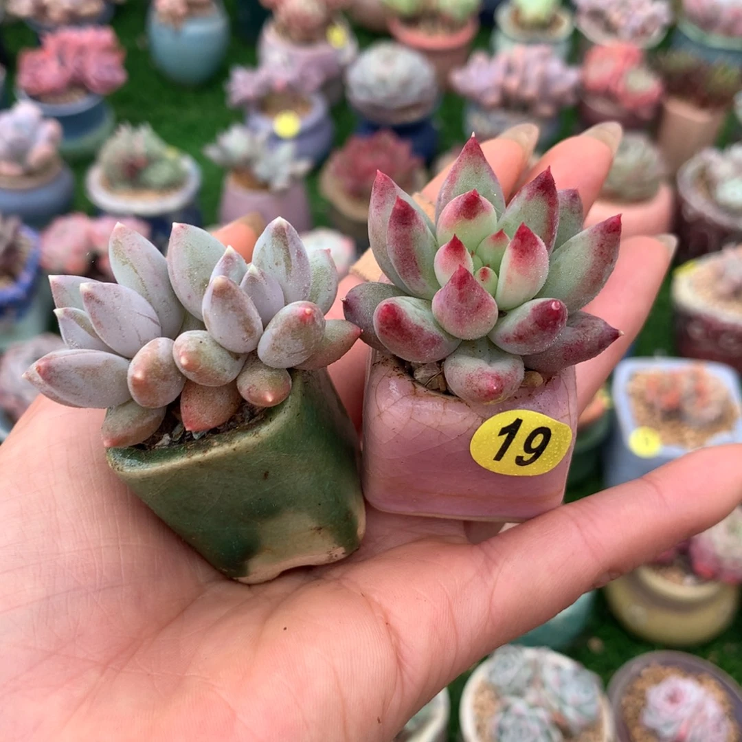 带盆美人➕言字