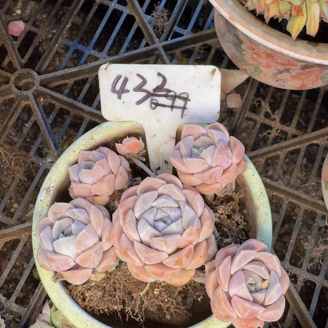 多肉植物的生长发育与生长发育
