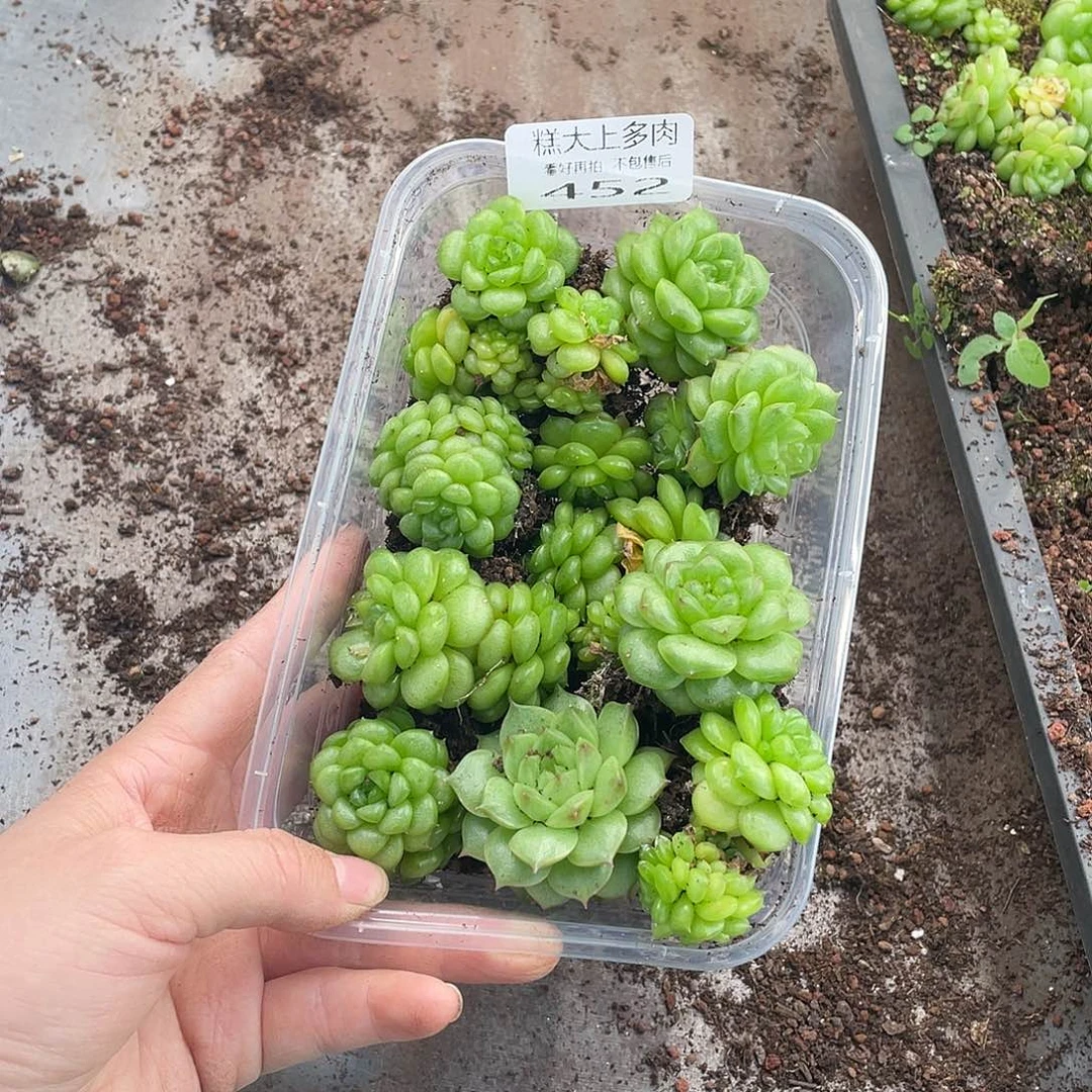 糕大上多肉植物452