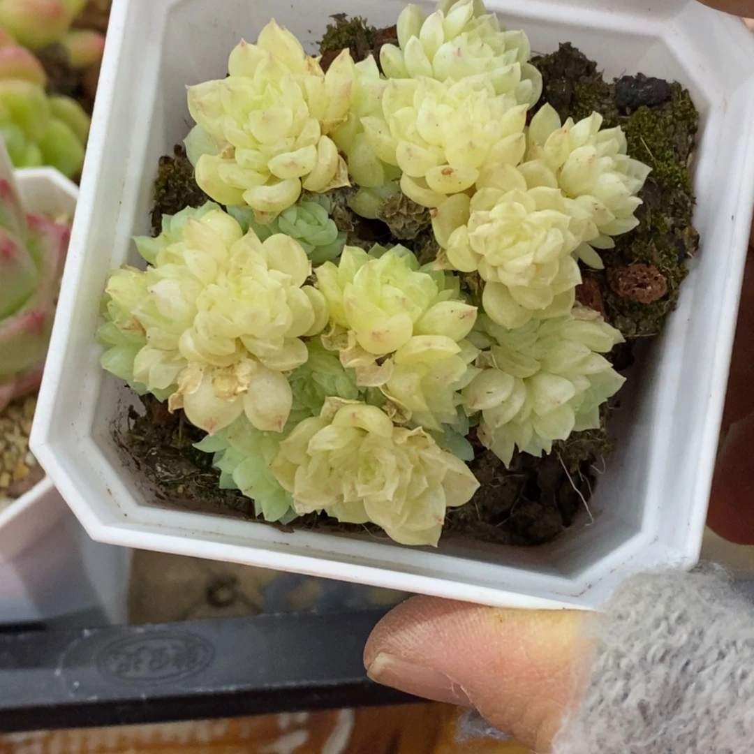 精品多肉一物一拍不包整323