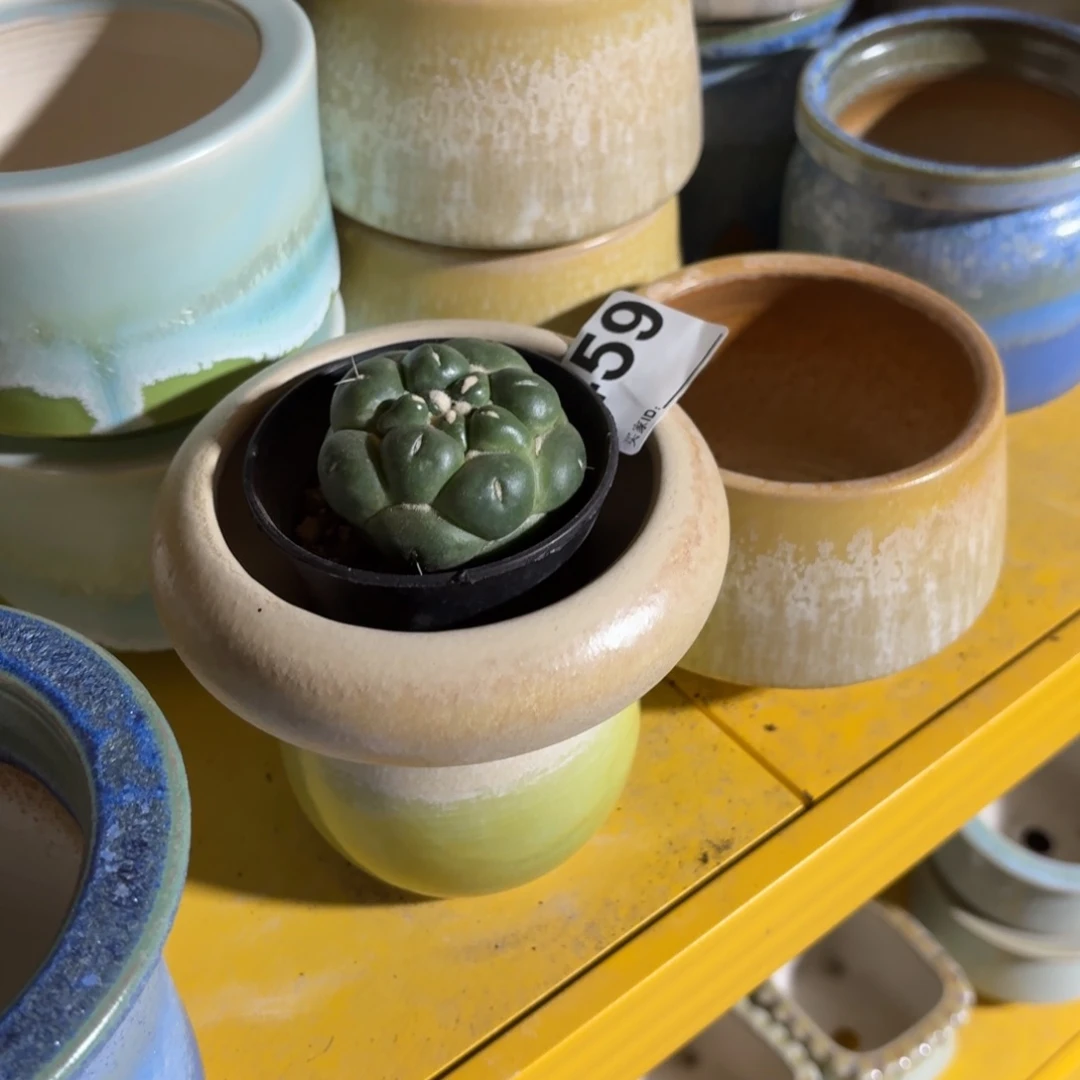 相***识无刺象牙➕花盆459