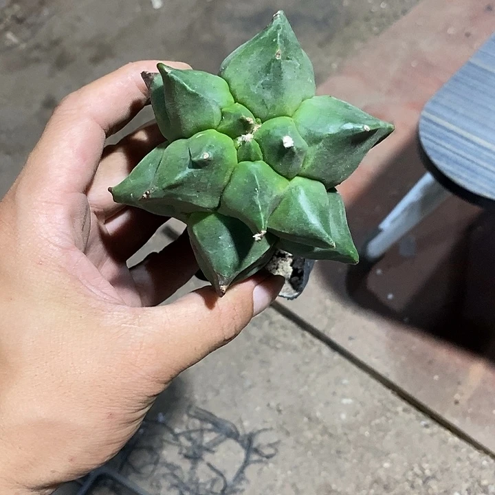 日***星鸾凤玉实生脱土发货