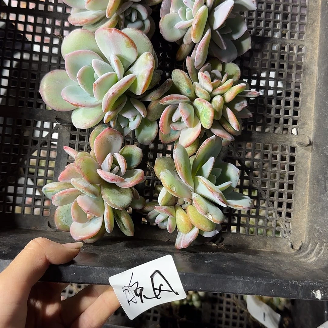 晚***～韩版奶茶6颗三头一物一拍
