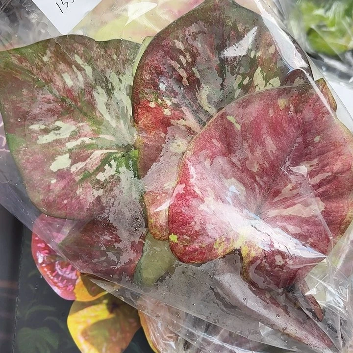 瑜*酱155-0525彩叶芋现货