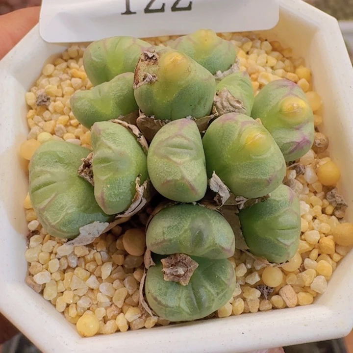 122 送奶杂。