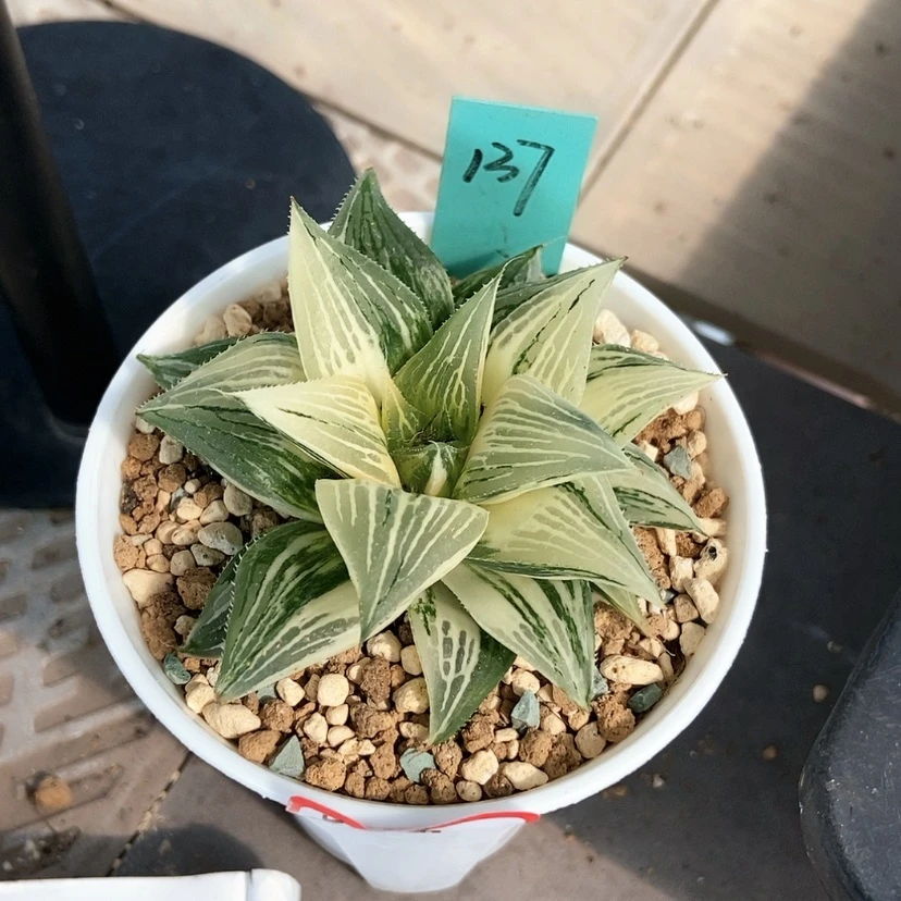 【闪购商品】喜***肉137芭堤雅锦