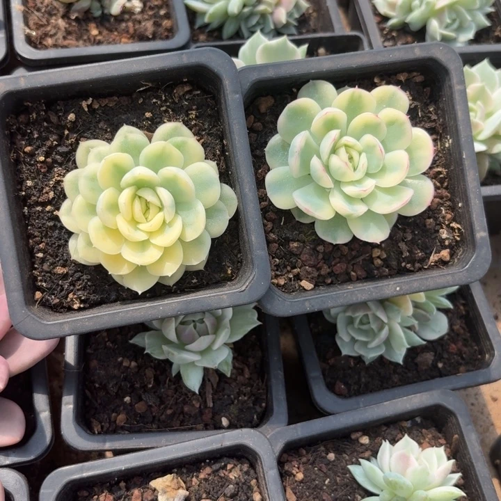 一组草莓冰一物一拍好看