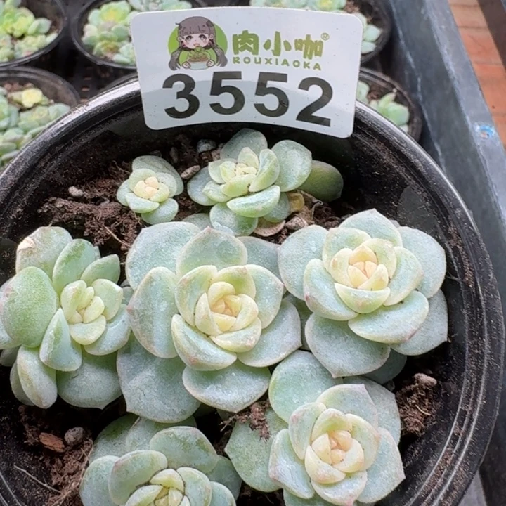 多肉植物多肉植物
