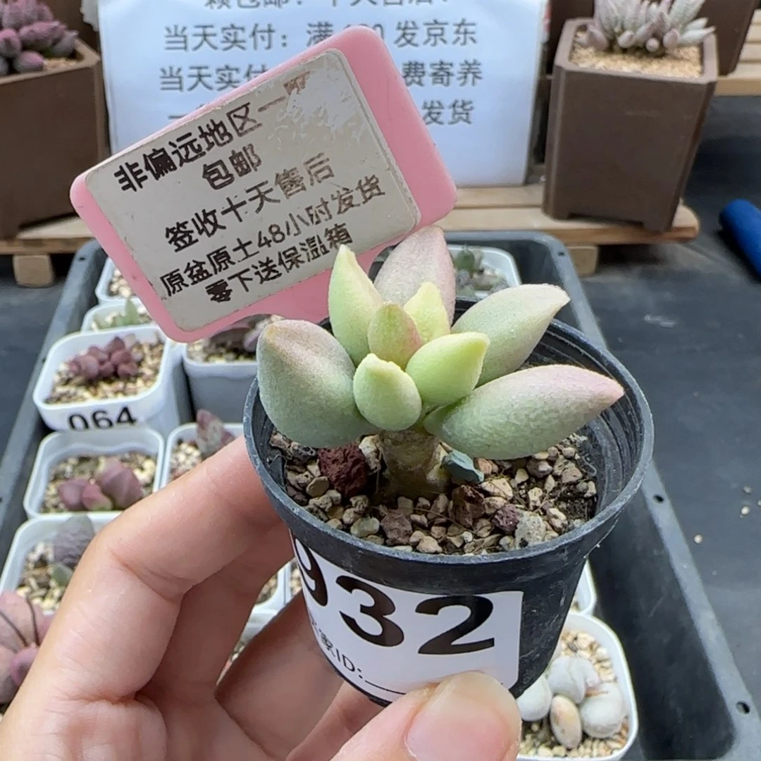 932哈弗多肉植物