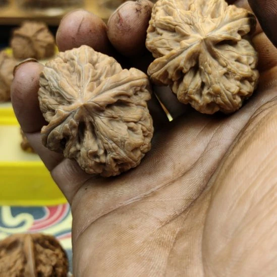 核桃40/44红锦鲤核桃